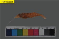 藏品(真蝦類)的圖片